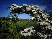 Frodsham - Lady Heyes - 09 05 25