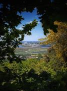 Frodsham - Frodsham Woods